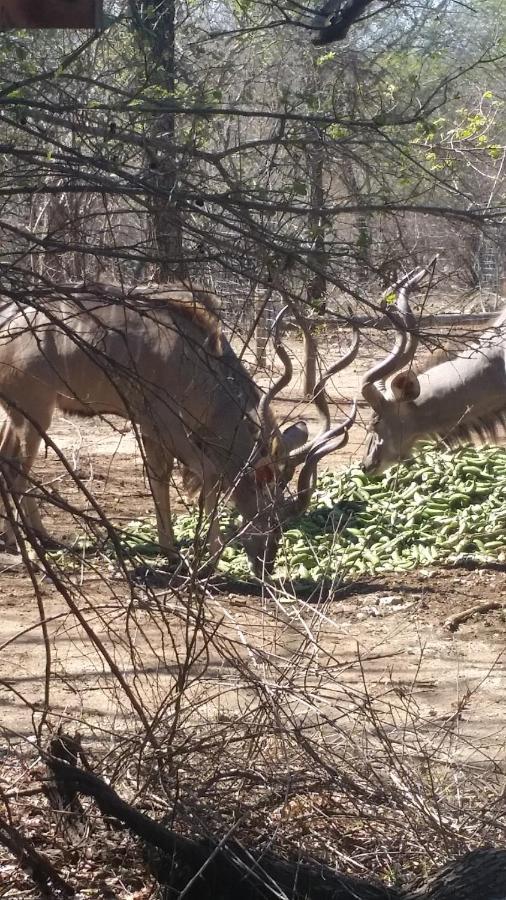 Kruger Wild Dog Inn Marloth Park Εξωτερικό φωτογραφία